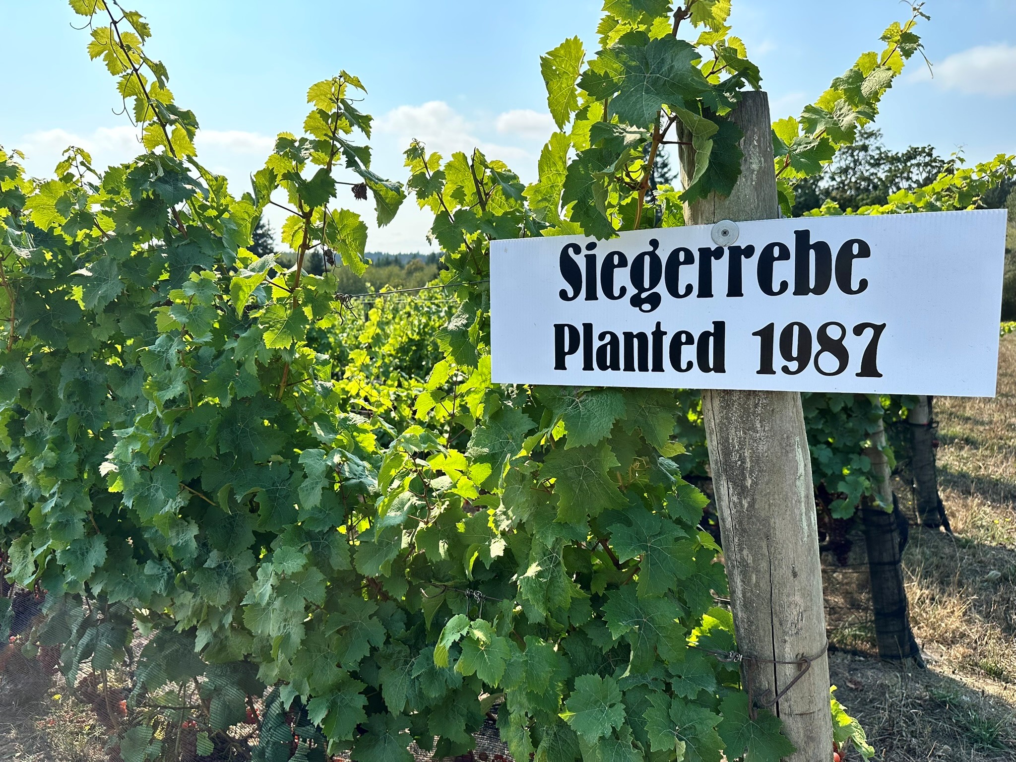 Siegerrebe